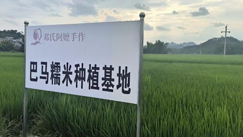 闲拙手作 | 巴马糯米：从田间到杯中的初心坚守